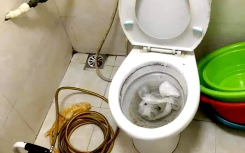 hút hầm cầu giá rẻ